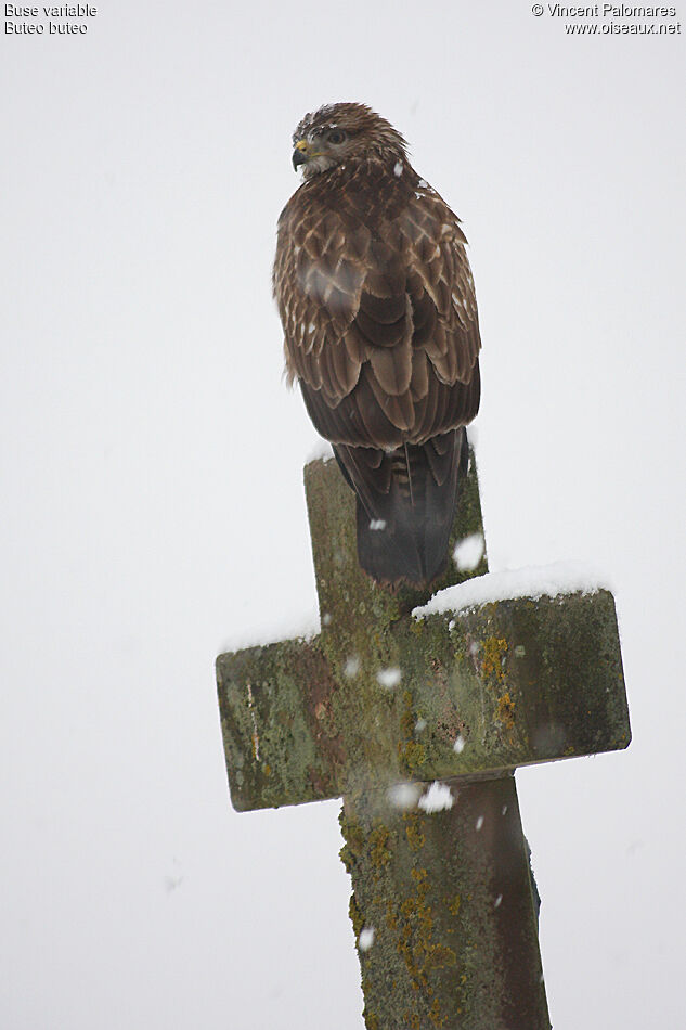 Common Buzzardimmature