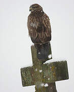 Common Buzzard