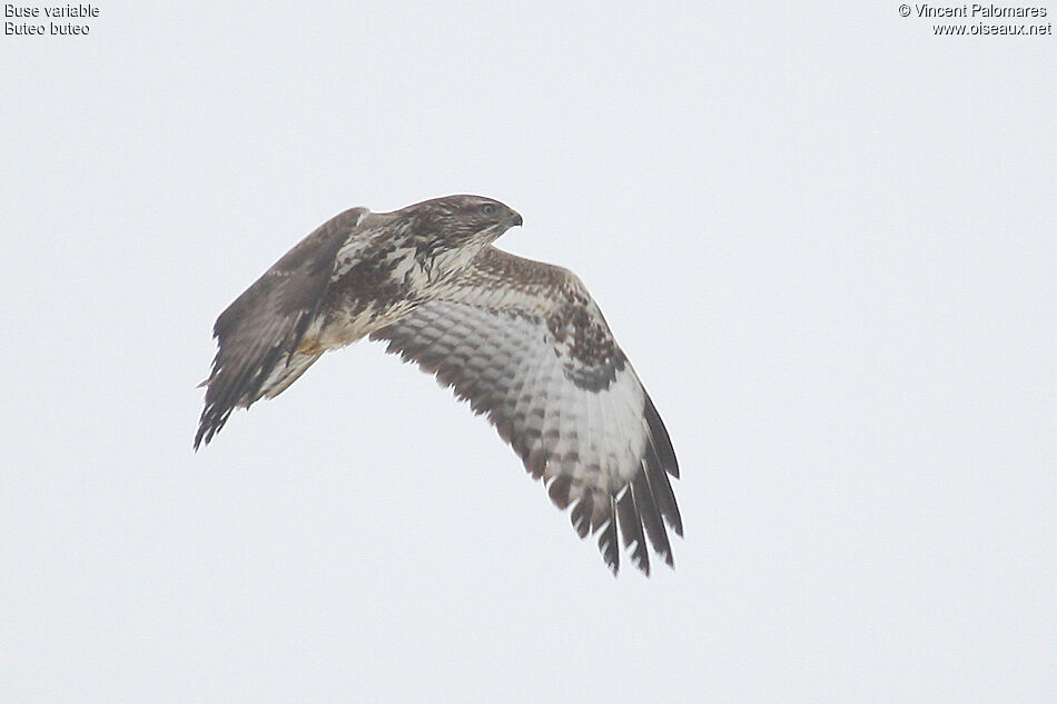 Common Buzzardimmature