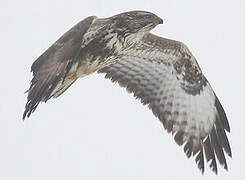 Common Buzzard