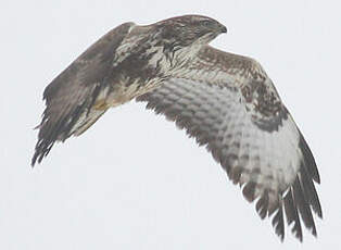 Buse variable