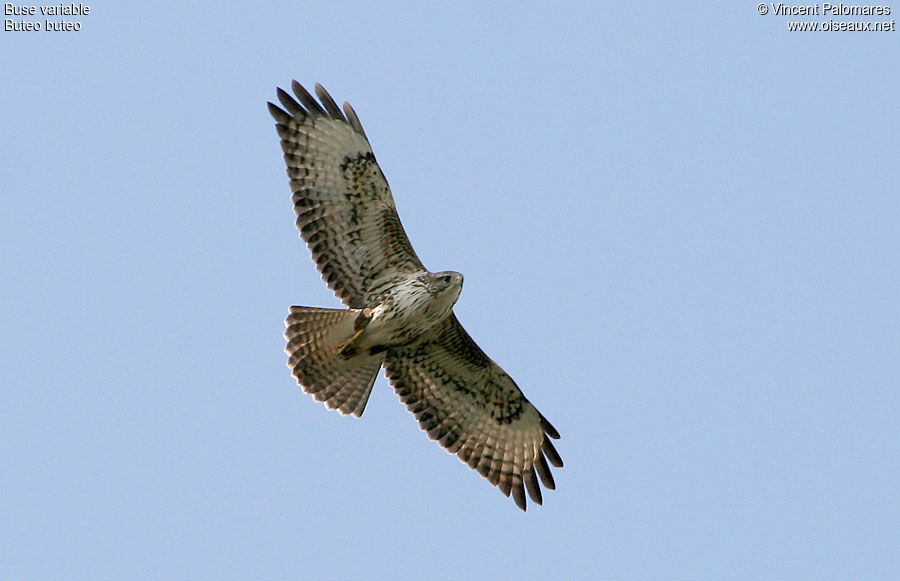 Buse variable