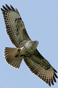 Common Buzzard