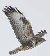 Common Buzzard