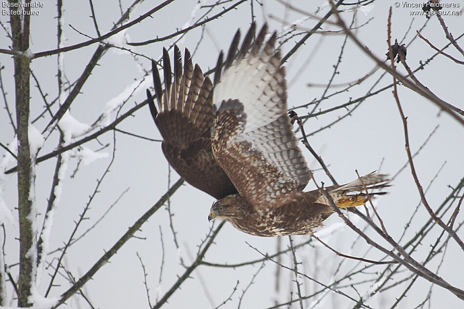 Common Buzzardimmature