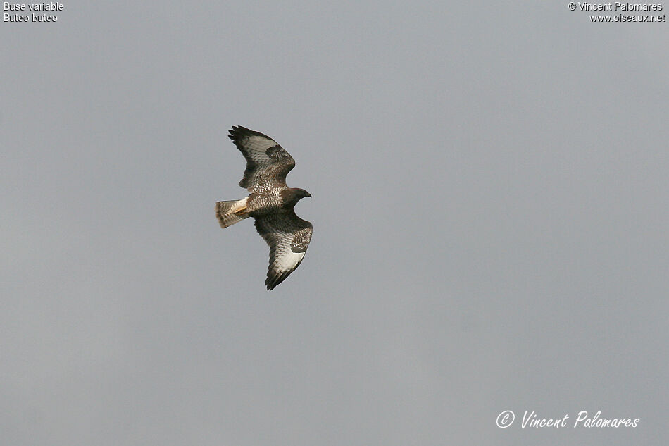 Common Buzzard