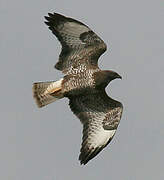 Common Buzzard