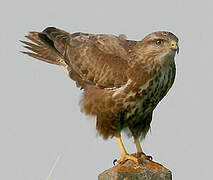 Common Buzzard