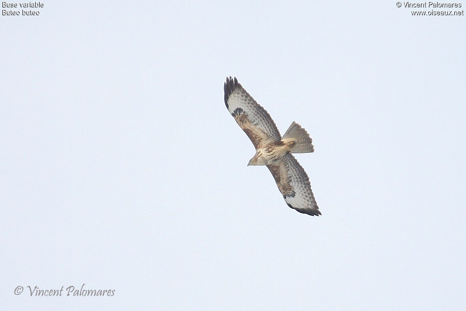 Buse variable1ère année