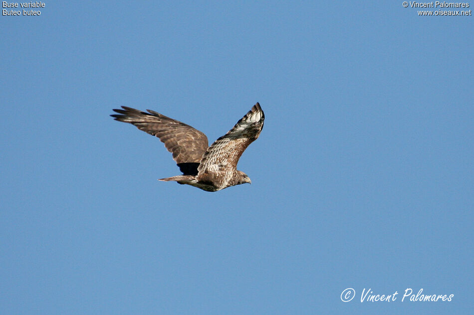 Buse variable