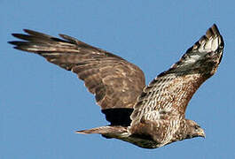 Common Buzzard