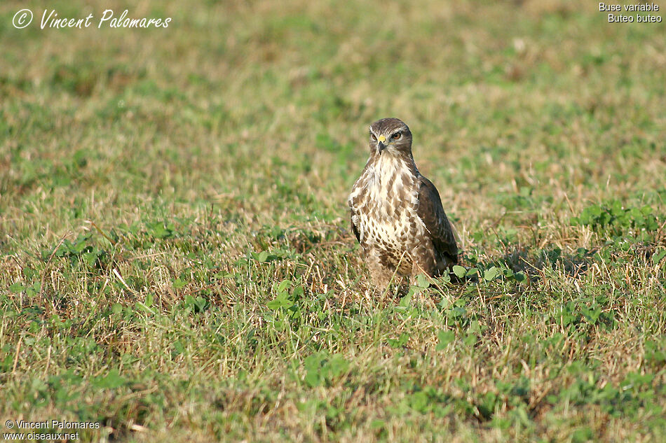 Common Buzzardimmature