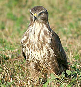 Common Buzzard