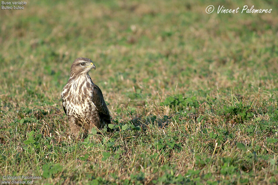 Common Buzzard