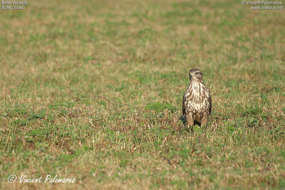 Common Buzzardimmature