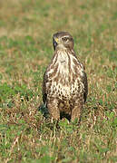 Common Buzzard