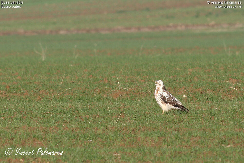 Buse variable1ère année