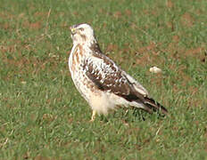 Common Buzzard