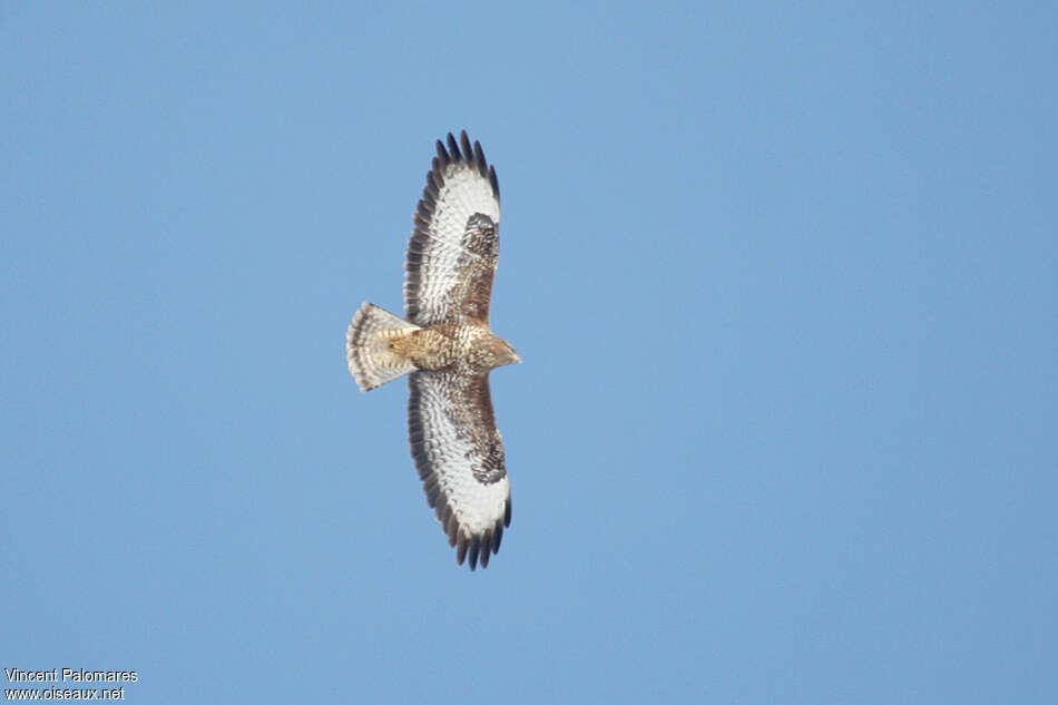 Buse variableadulte, identification