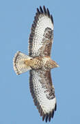 Buse variable