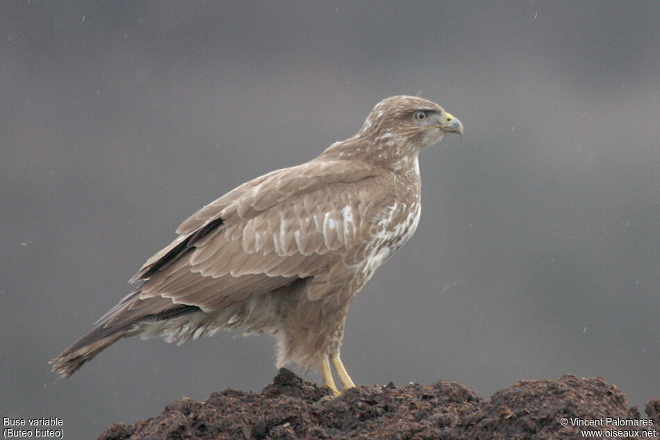 Buse variable