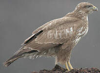 Buse variable