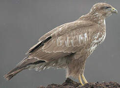 Common Buzzard