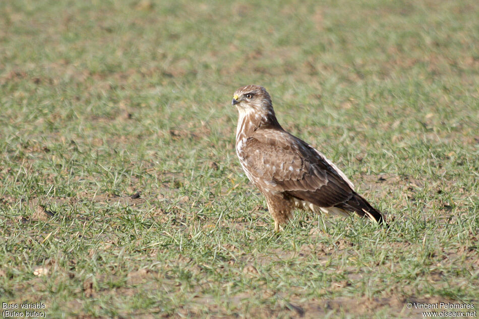 Buse variable2ème année