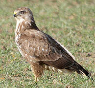 Common Buzzard