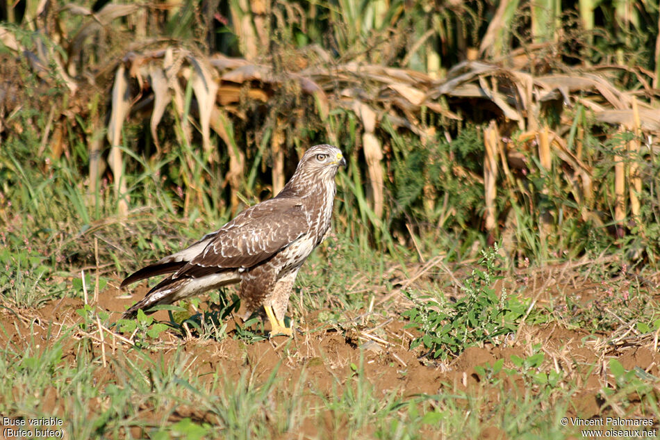 Common Buzzardjuvenile