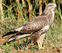 Common Buzzard