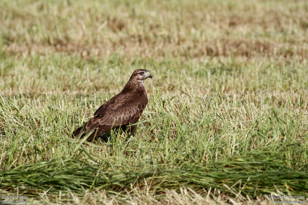 Buse variable