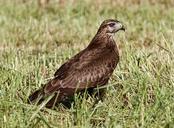 Common Buzzard