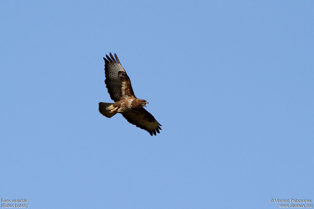 Common Buzzard