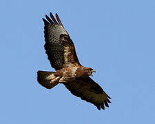 Common Buzzard