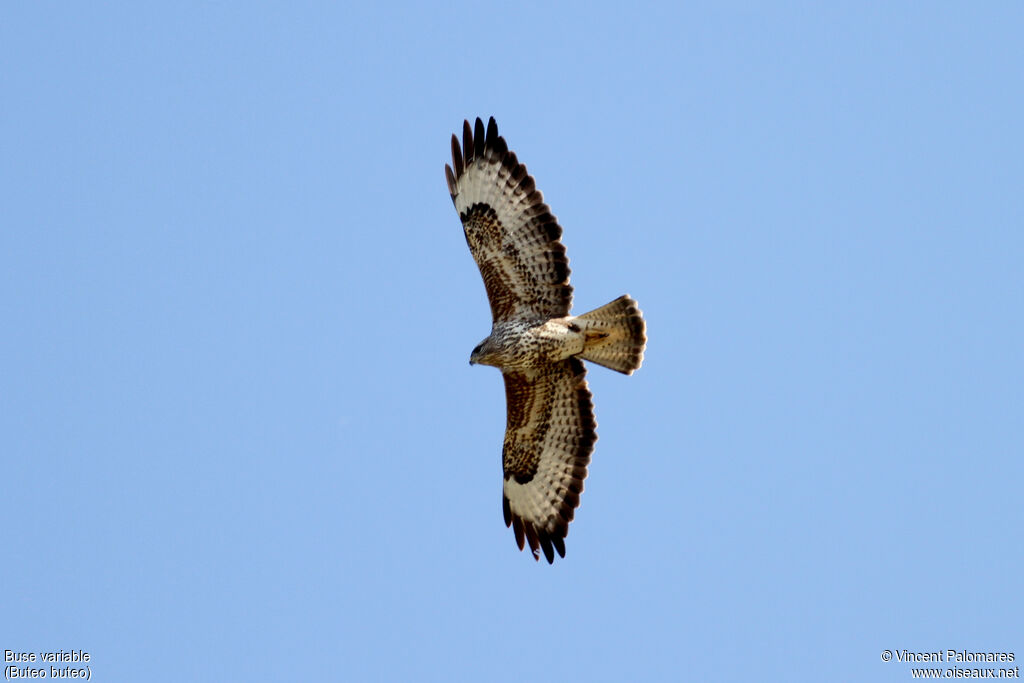 Buse variable