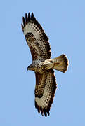 Common Buzzard