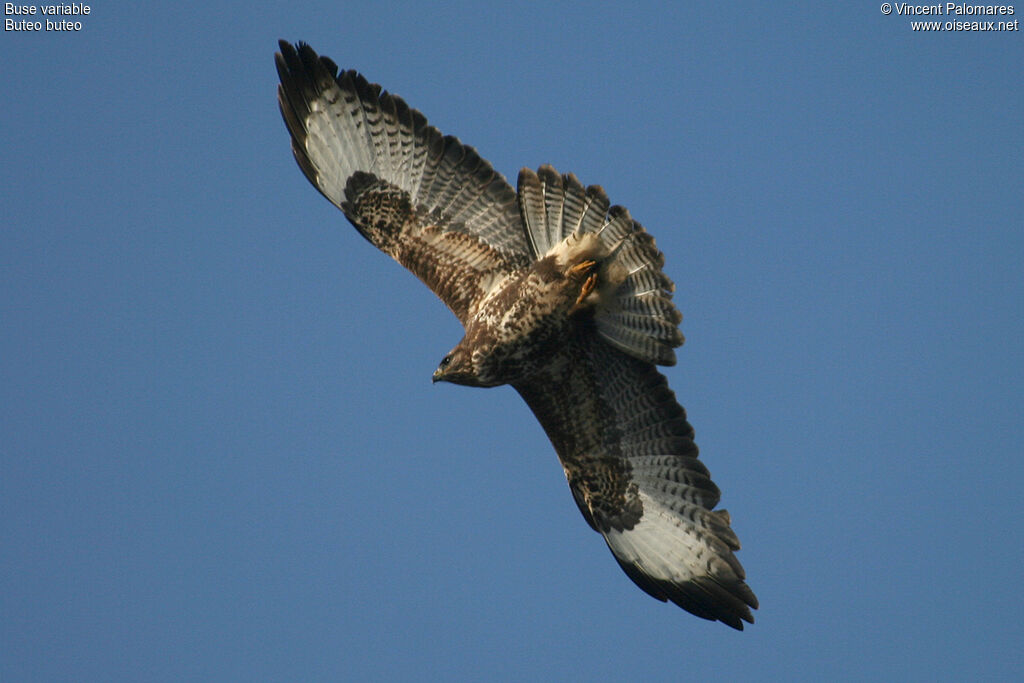 Buse variable