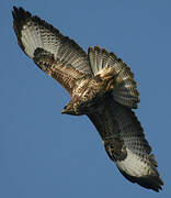 Common Buzzard