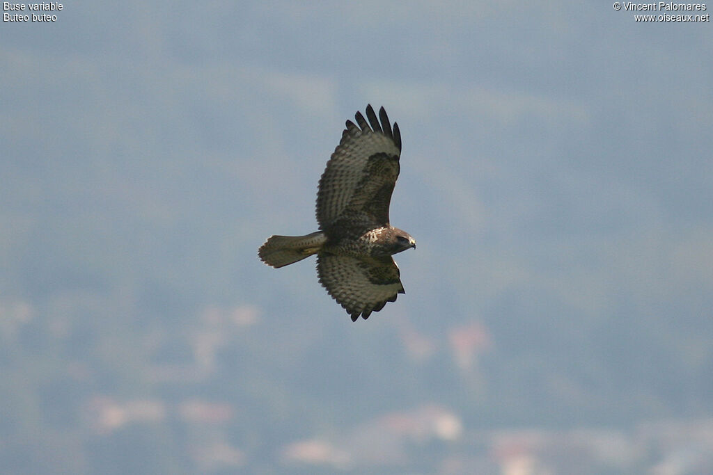 Buse variable