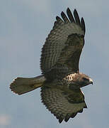 Common Buzzard