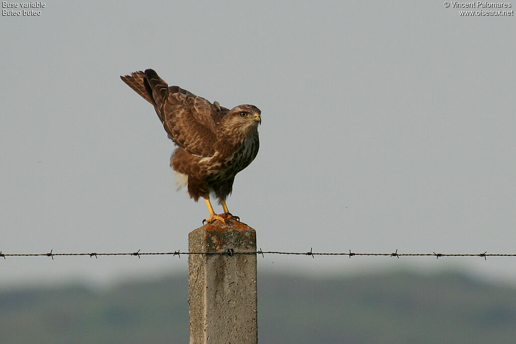 Buse variable