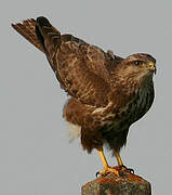 Common Buzzard