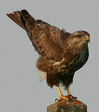 Buse variable