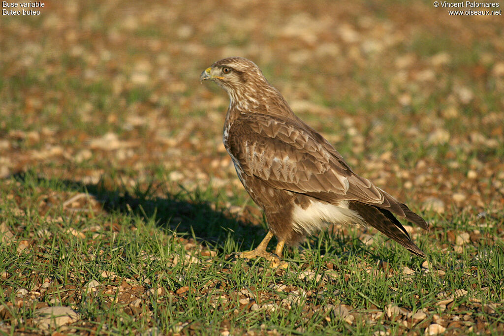 Buse variable