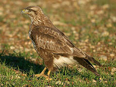 Common Buzzard