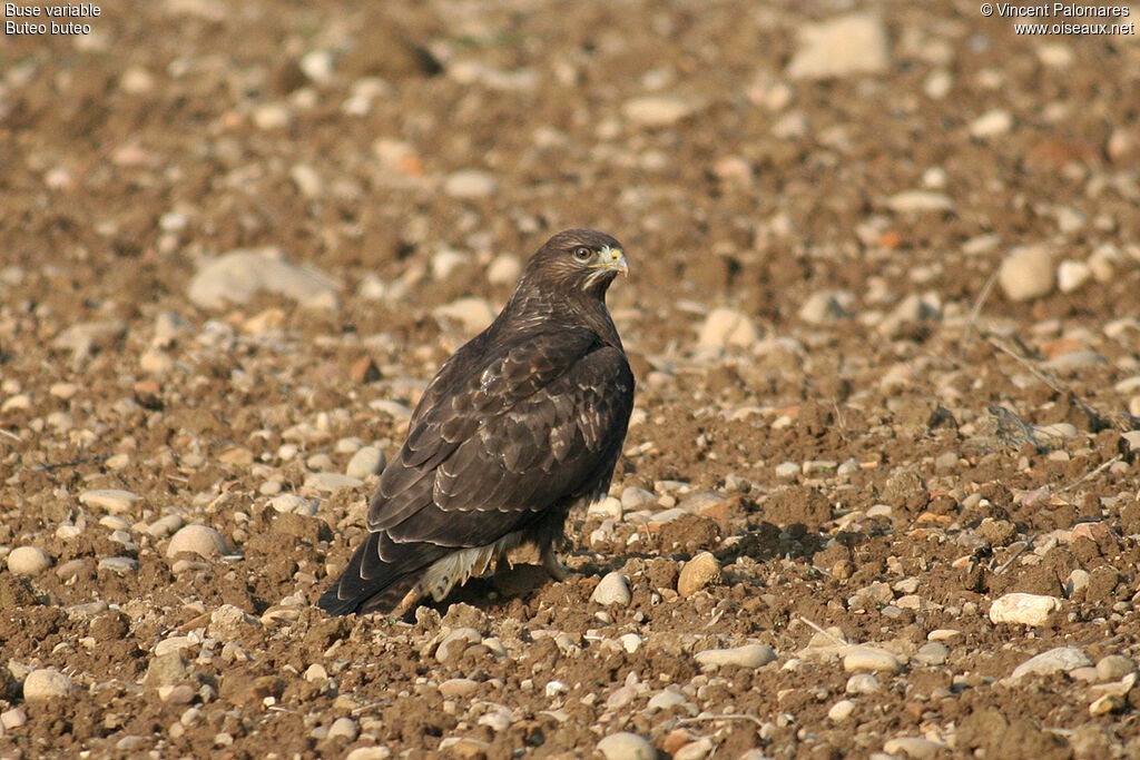 Buse variable