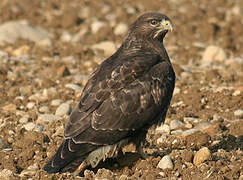 Common Buzzard