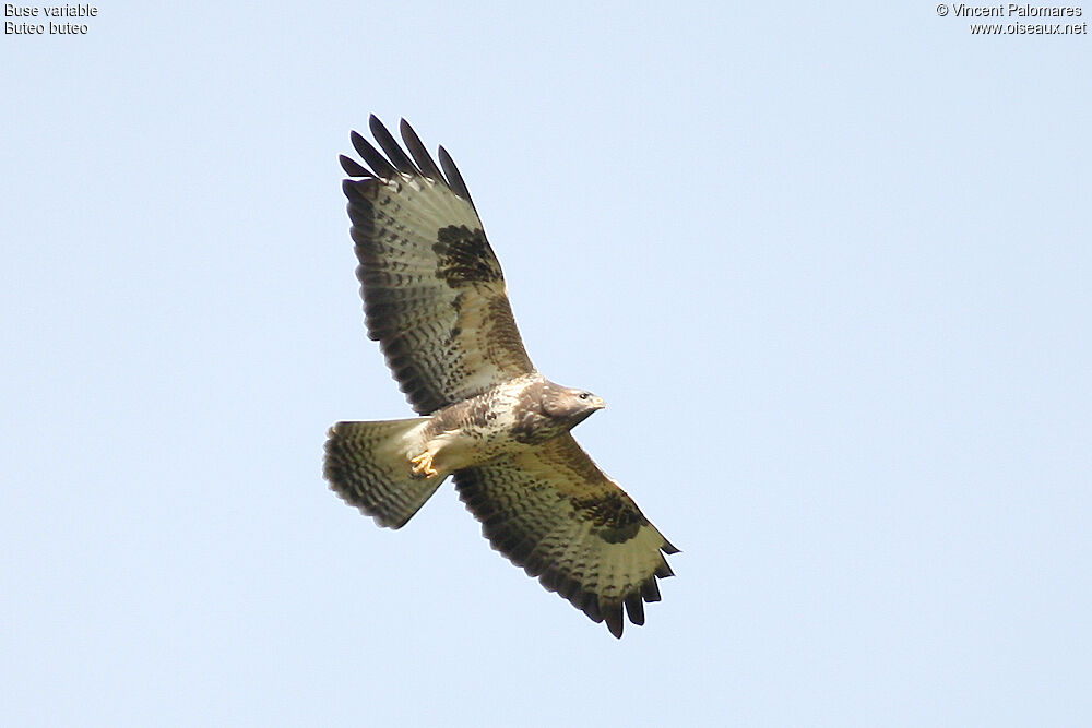 Buse variable