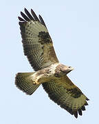 Common Buzzard